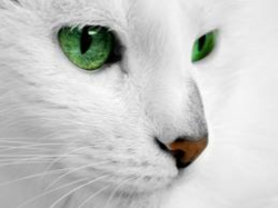 Cat eh4
