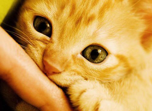 Cat eh7