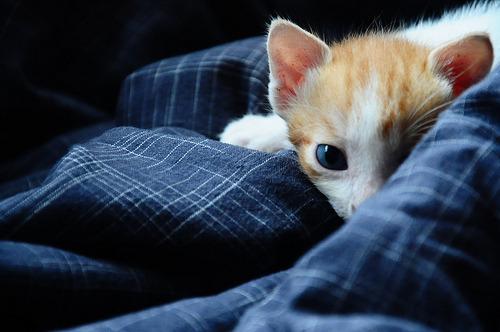 Cat eh8