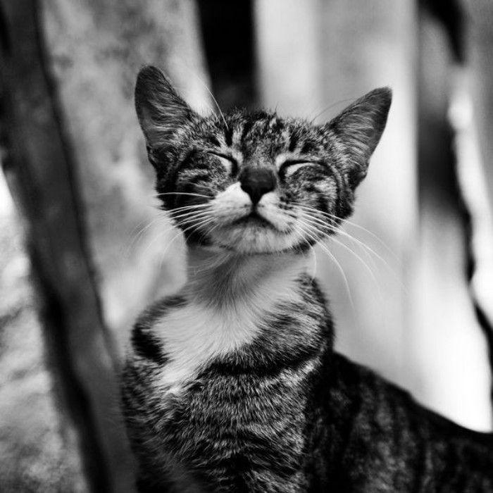 Cat ehn