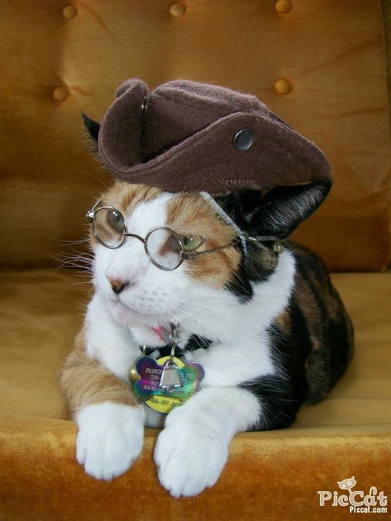 Cat ehq