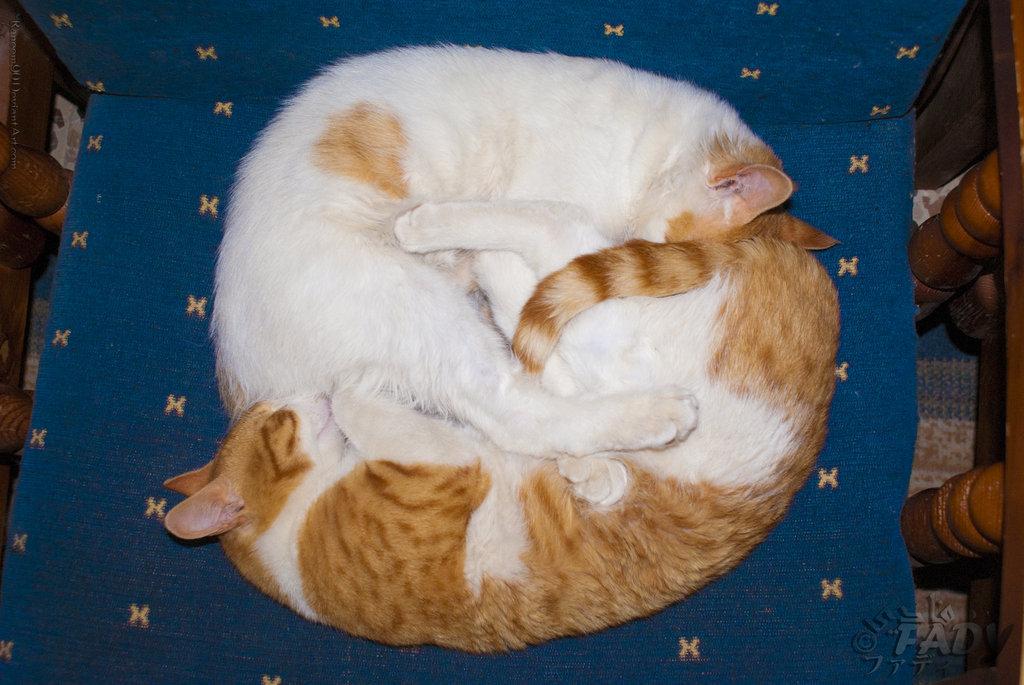 Cat ehu
