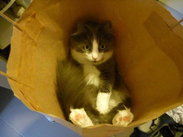 Cat ei0