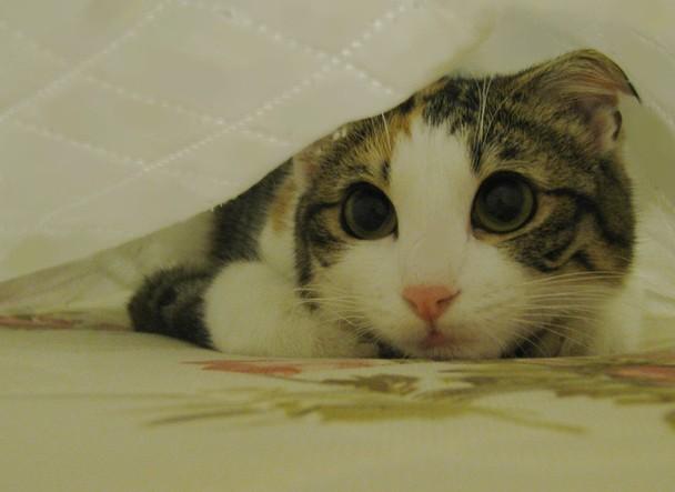 Cat ei1