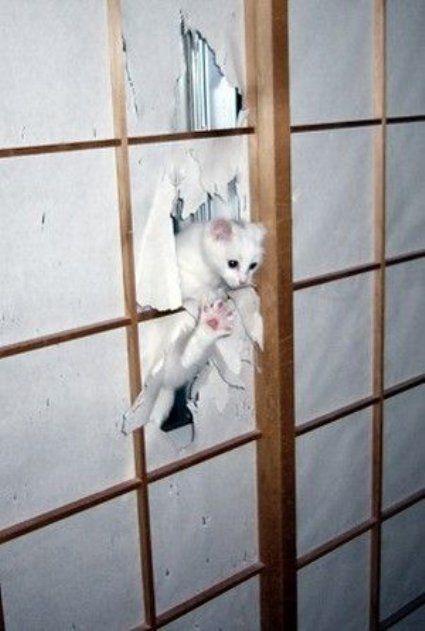 Cat ei2