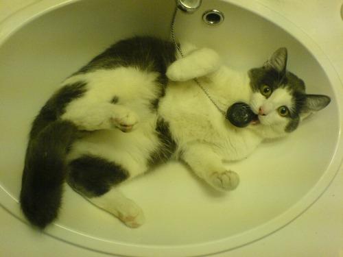 Cat ei3