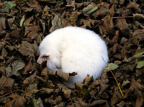 Cat ei4