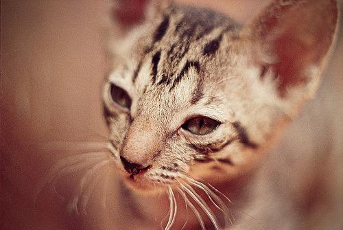 Cat ei8