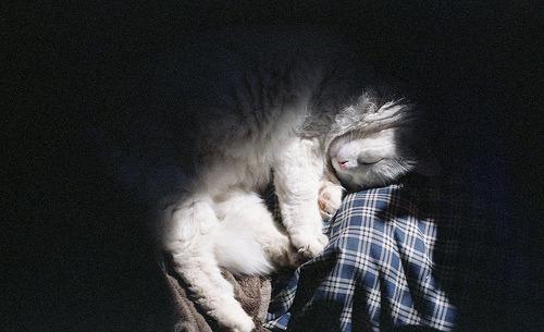 Cat ei9