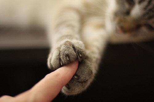 Cat eia