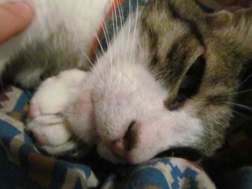Cat eib