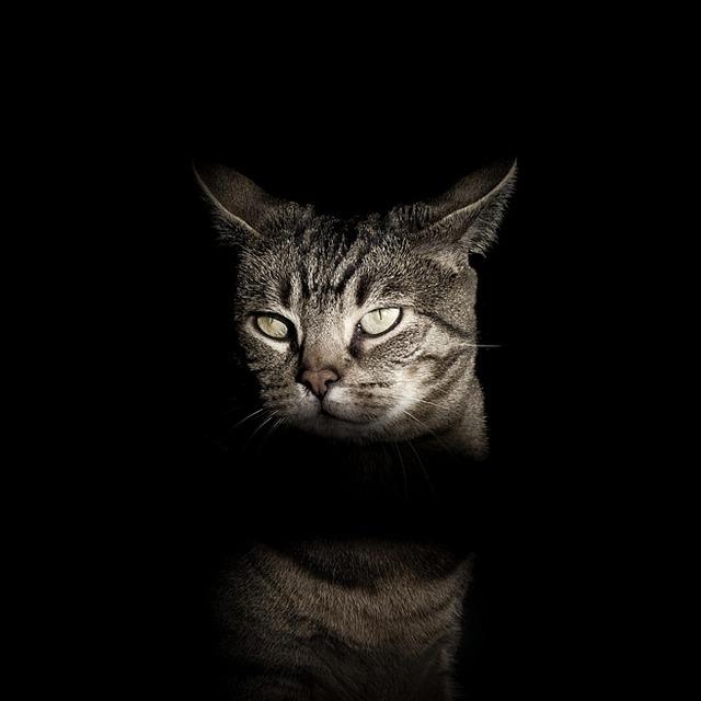 Cat eih