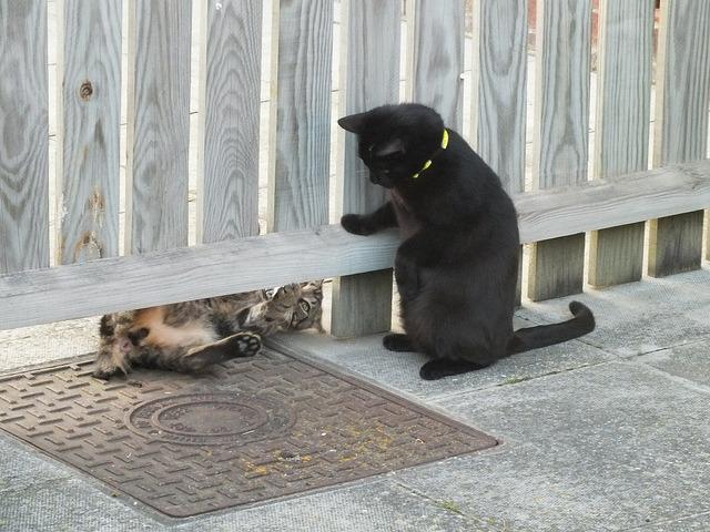 Cat eii
