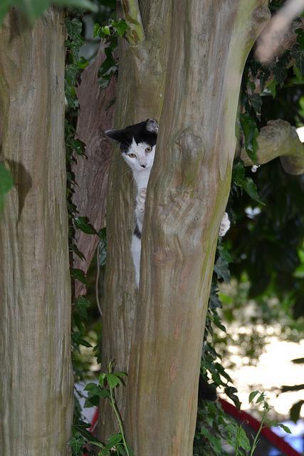 Cat eik