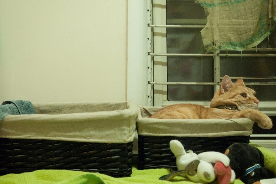 Cat em