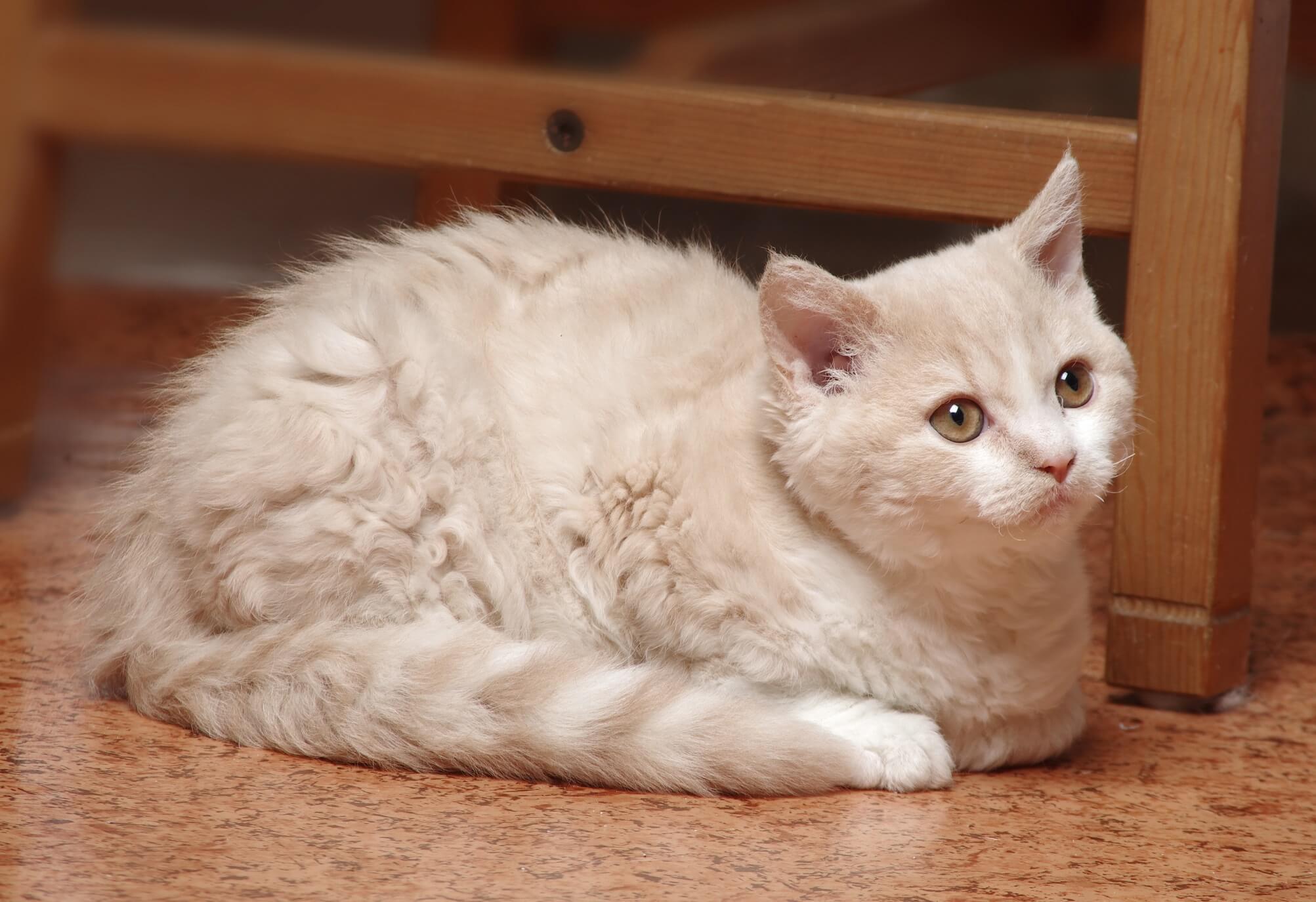 Cat enV_ZqSpp
