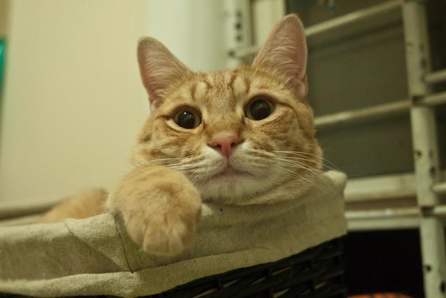 Cat eo
