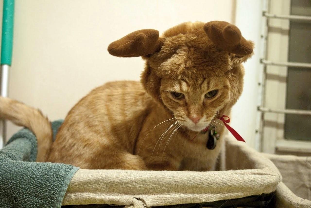 Cat f4