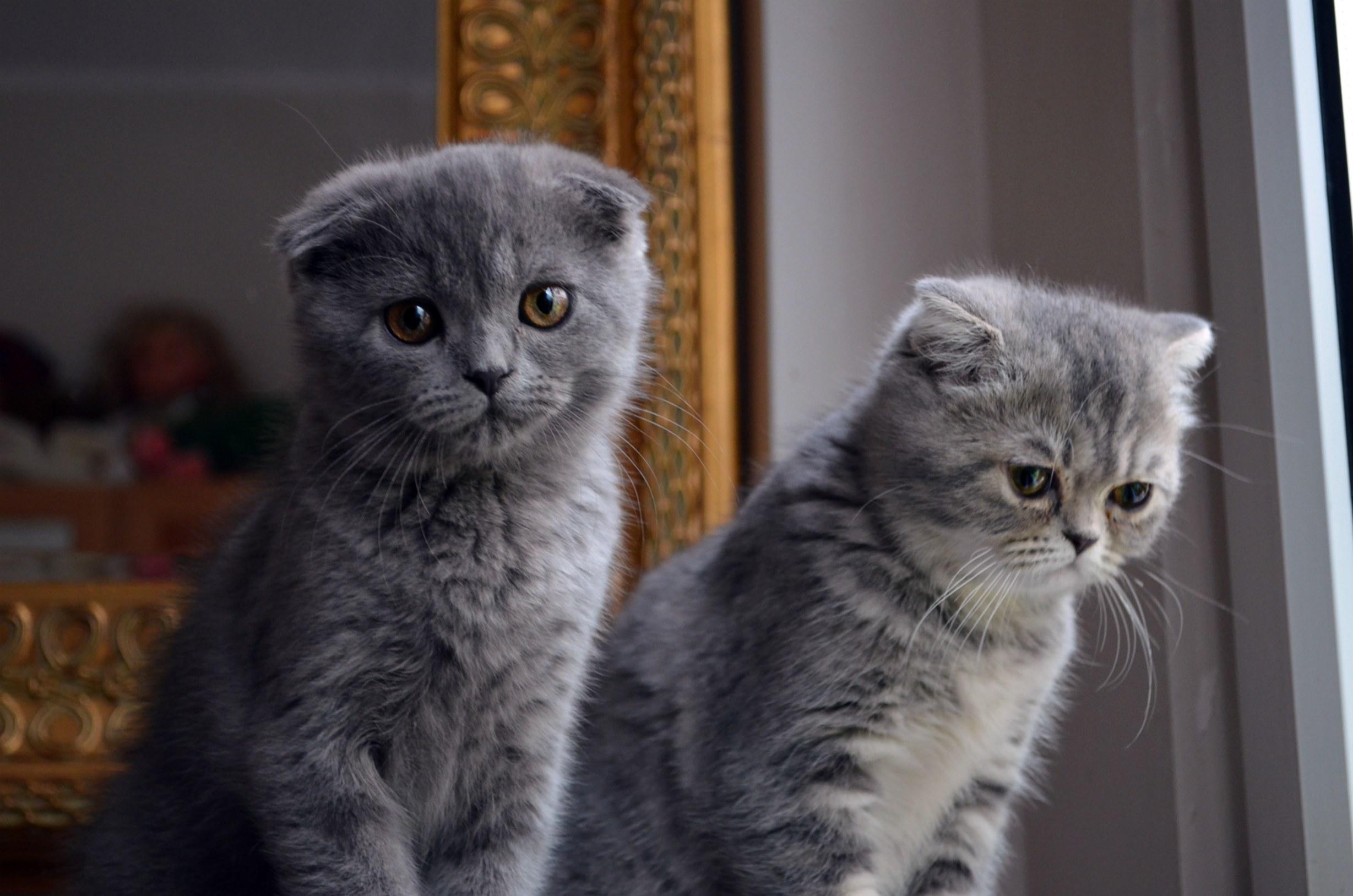 Cat f8FUsjdUw
