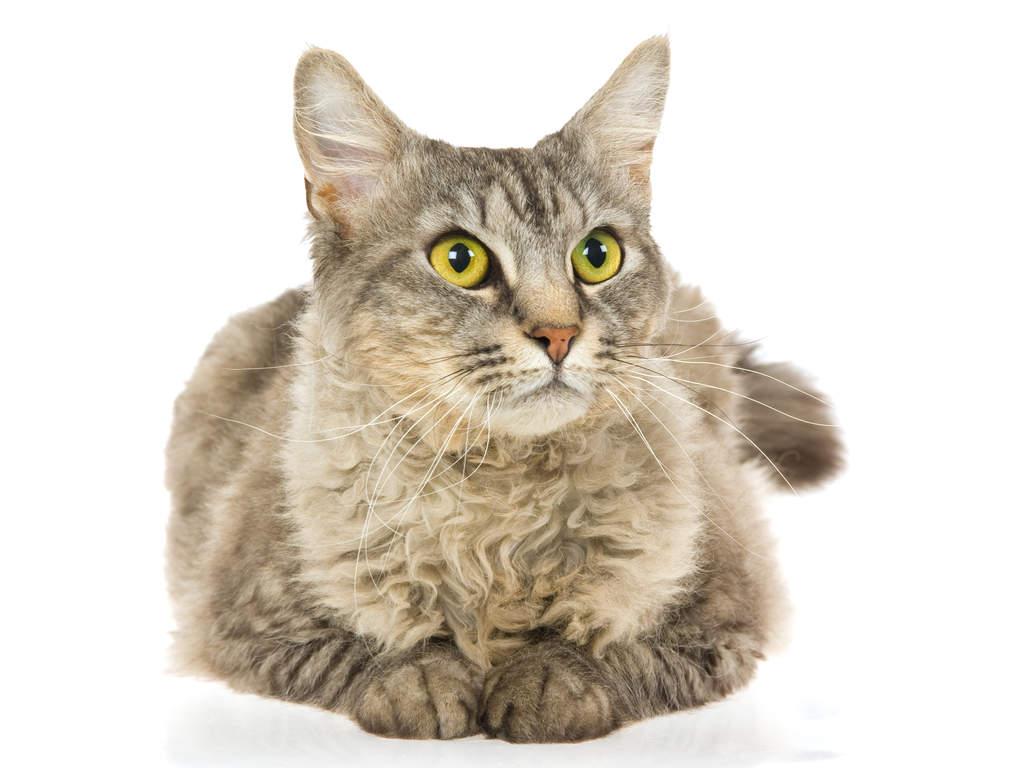 Cat fA-hvyvz1