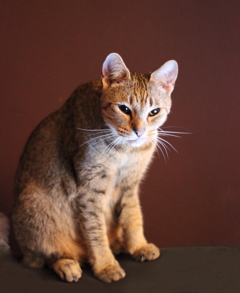 Cat fLJYKez7P