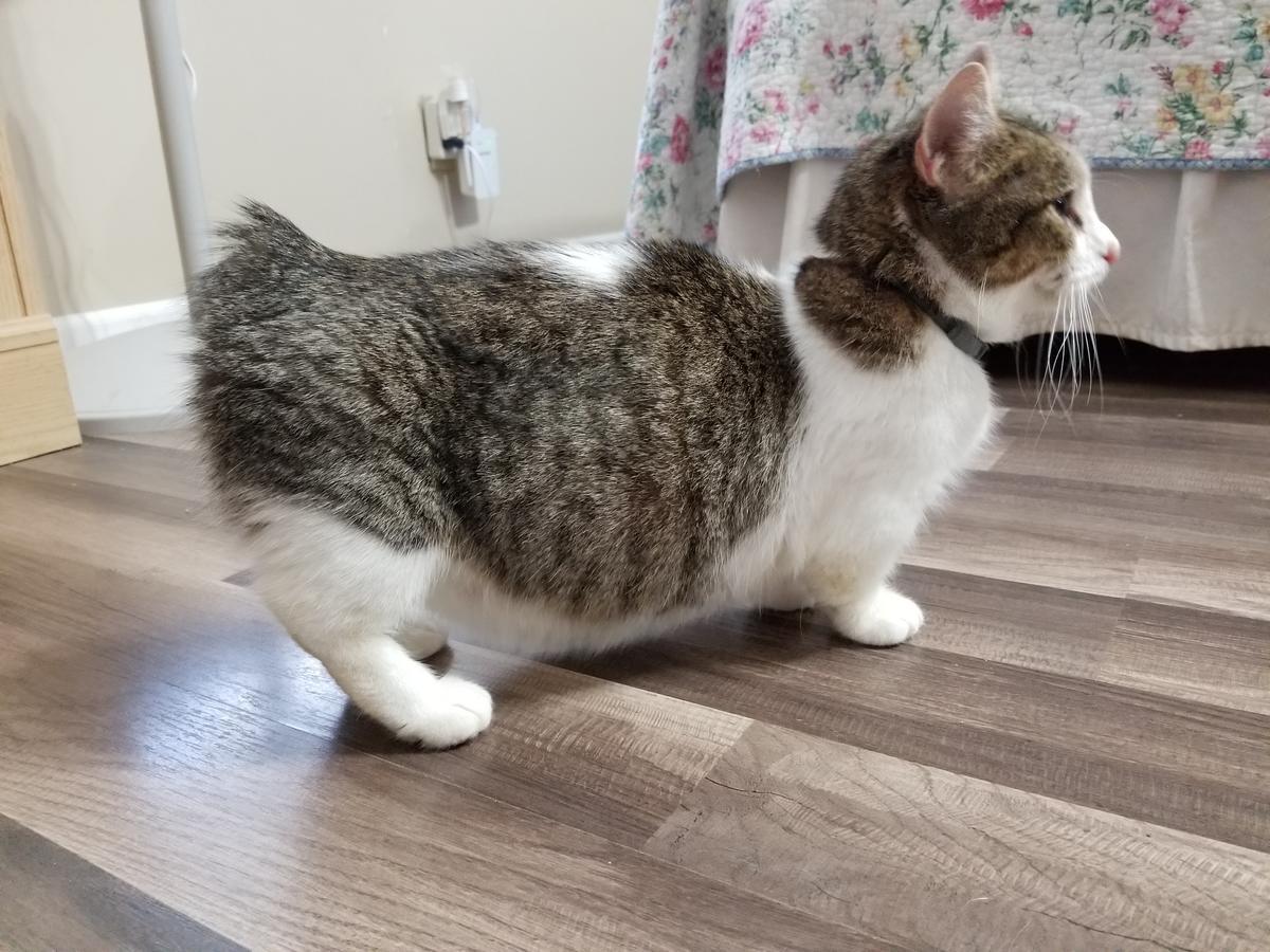 Cat f_NV_6GZQ