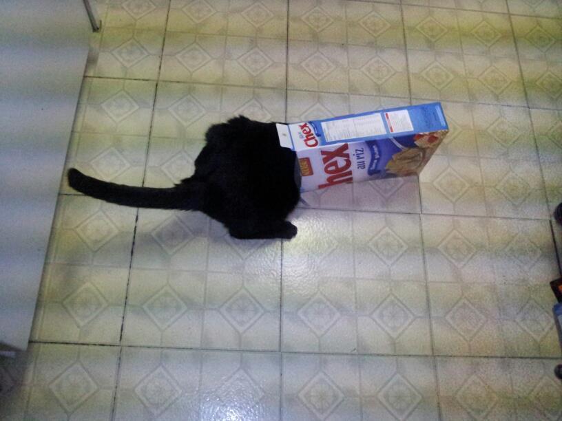 Cat fa