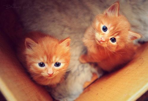 Cat fe