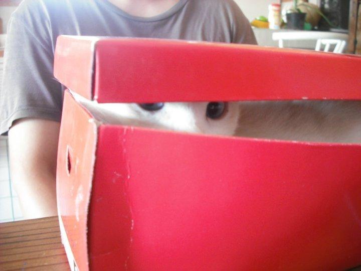 Cat fh