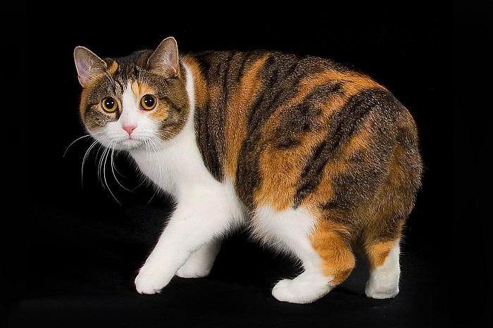 Cat fhYh2PDcC