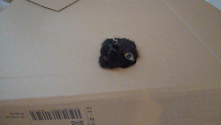 Cat fn