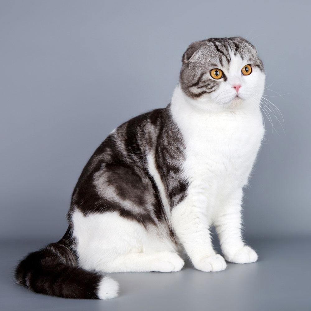 Cat fntFSZi2V