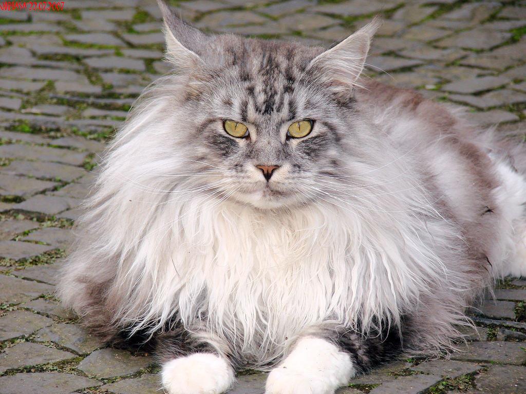 Cat ftmw29QPb
