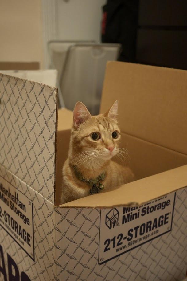 Cat fv