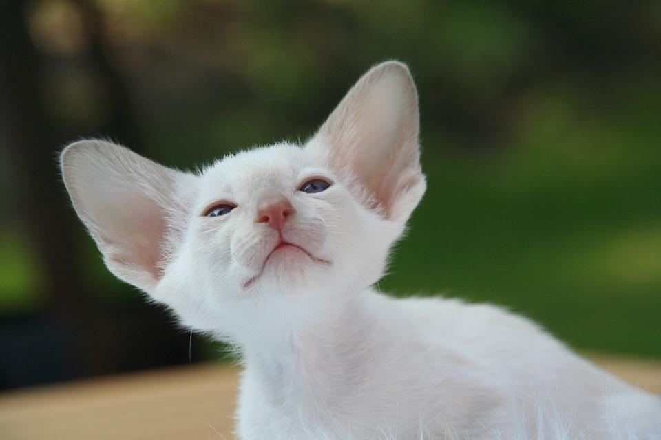 Cat g6SI_ZZRh