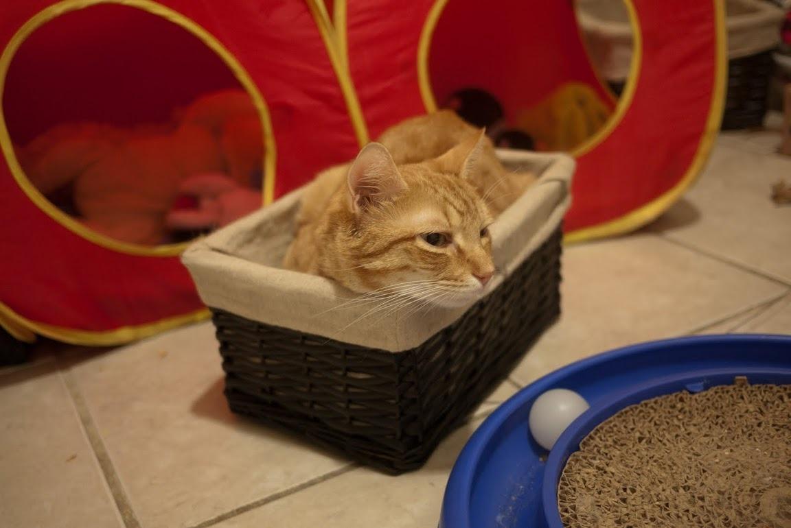Cat g8