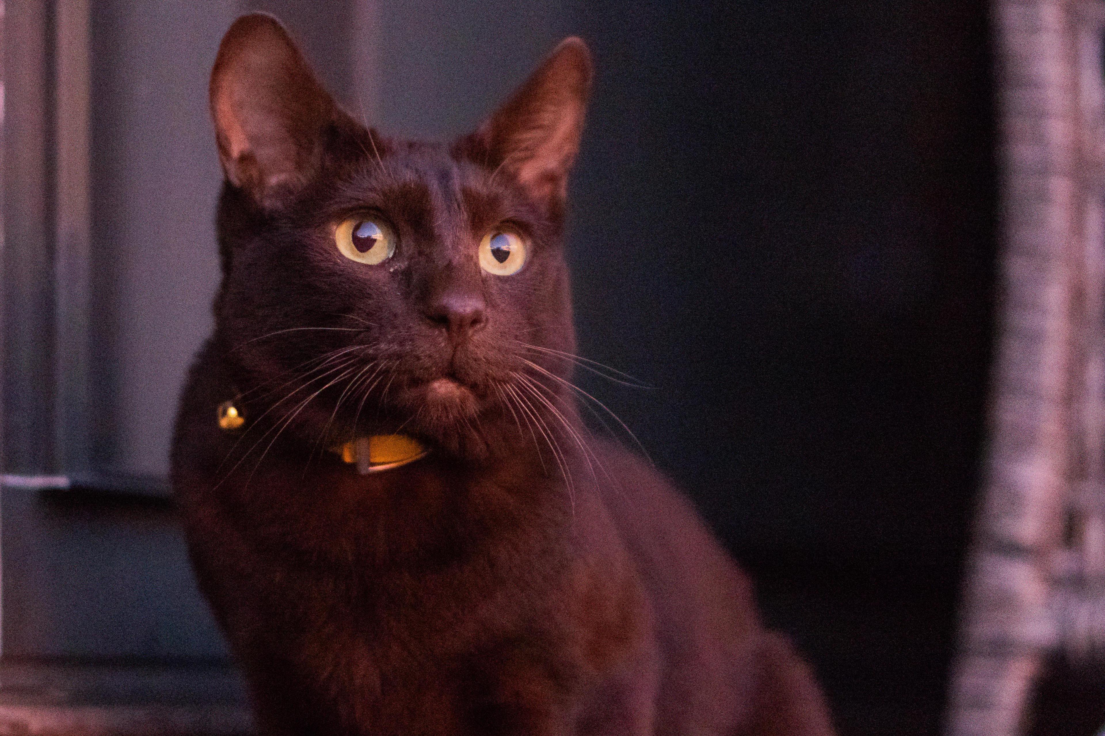 Cat gQggWSR5I