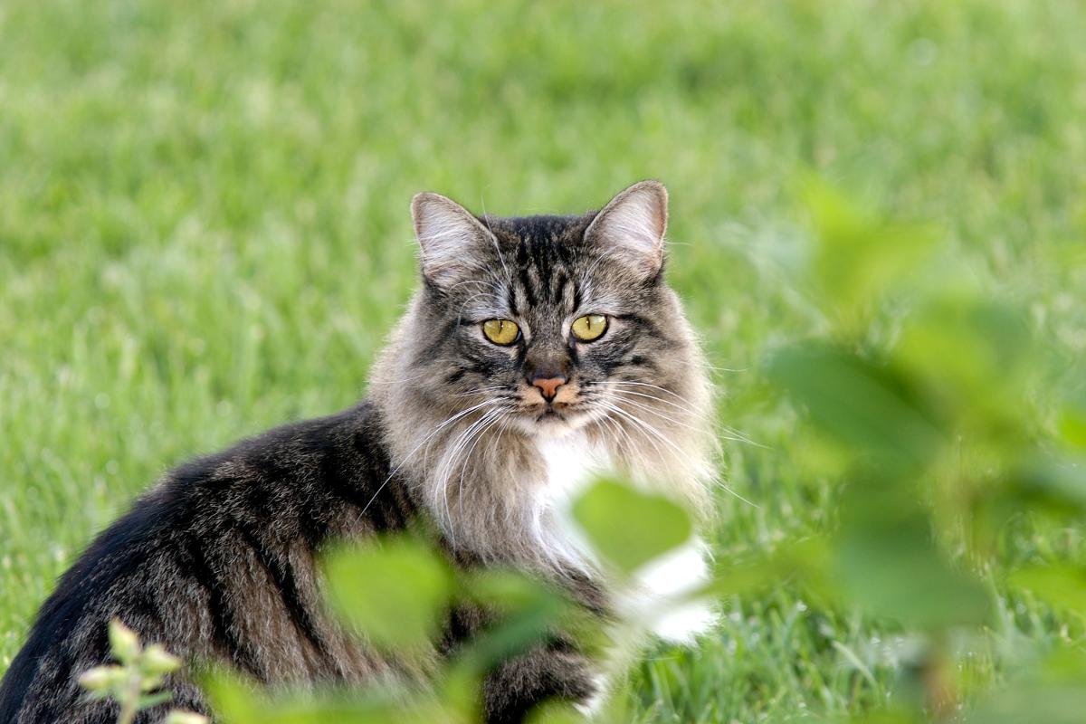 Cat gU5wUcOuo