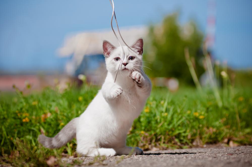 Cat gVzbbInLF