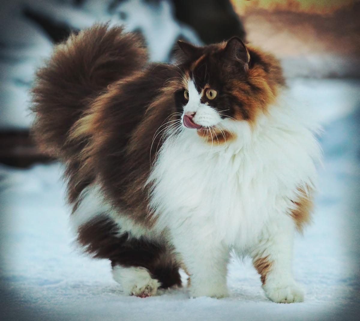Cat gXyHm7ozO