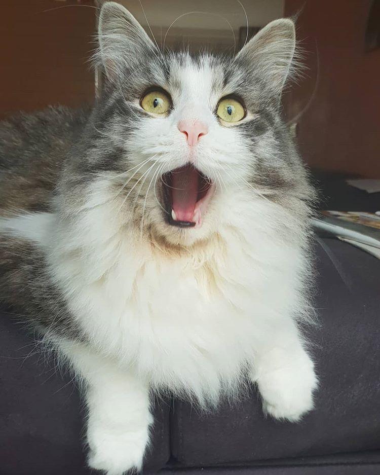 Cat gZiG70w_u