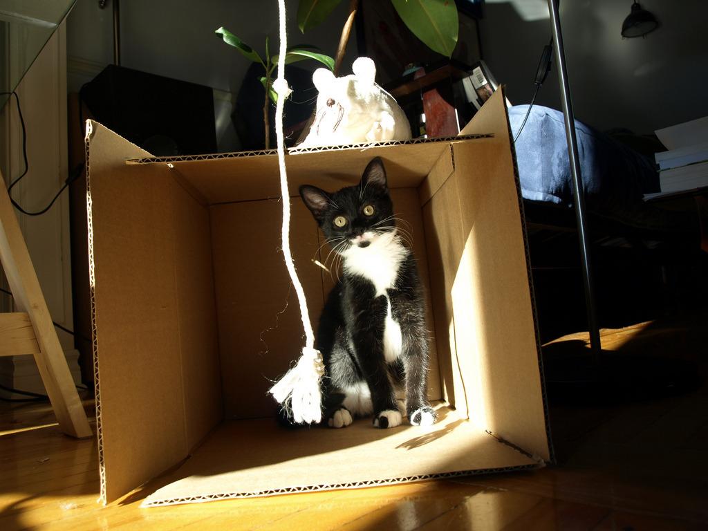 Cat gl