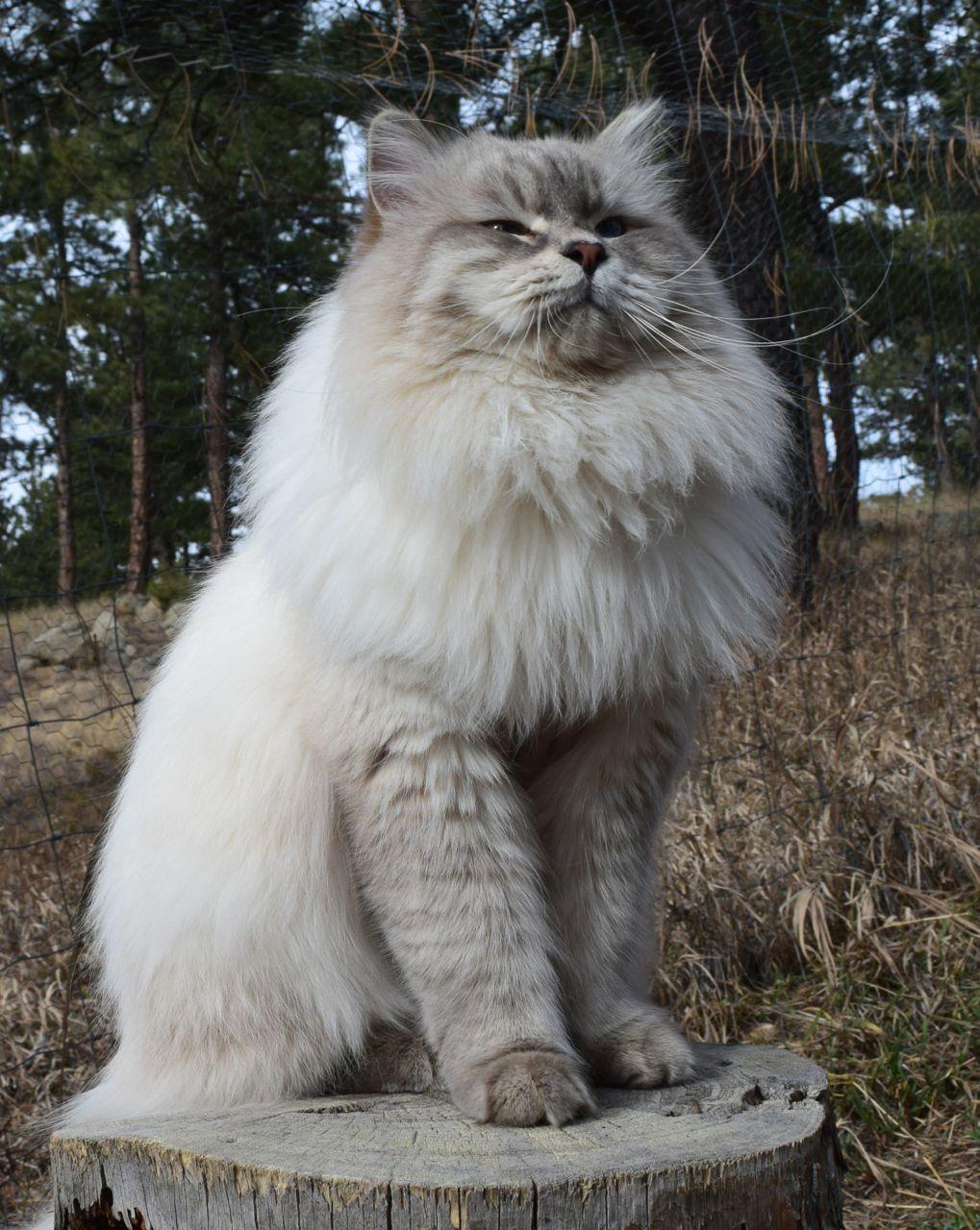 Cat gmD8CM7eZ