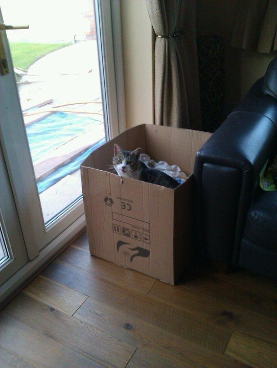 Cat go