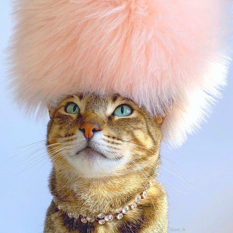 Cat h0A4PuWV0