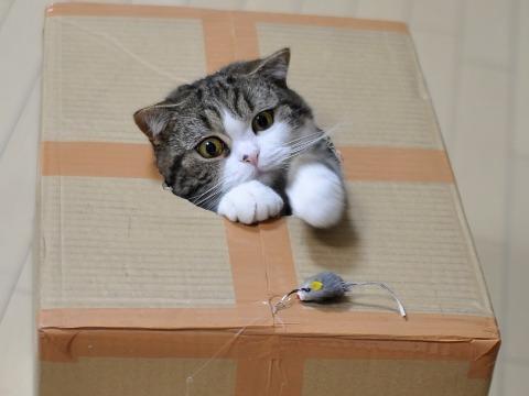 Cat h4