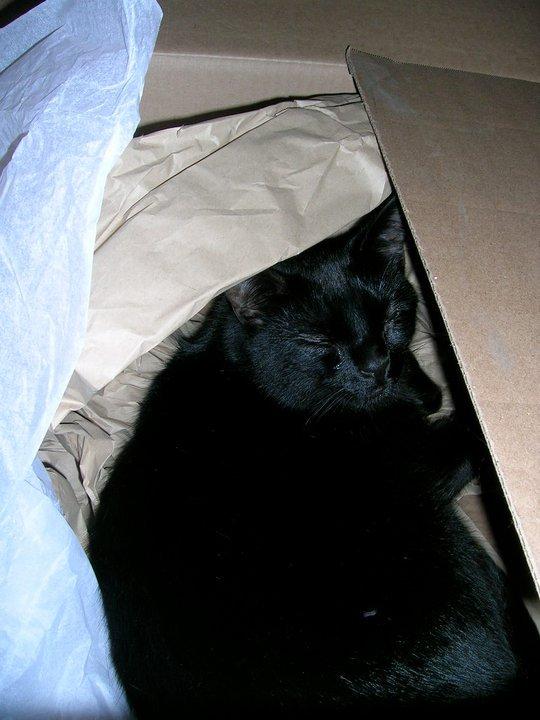 Cat h8