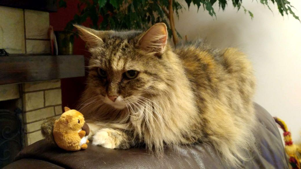 Cat hFgotLj0m