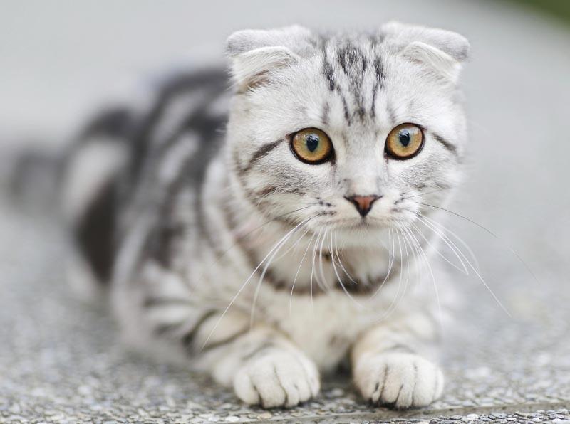 Cat hKfi8yYSx