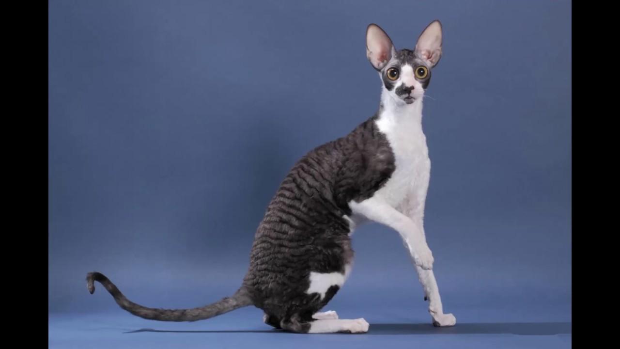 Cat hTswm_D5S
